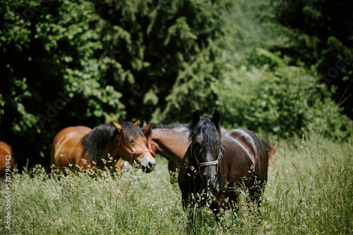 The power and energy of these feral horses is captured as they run wild and free across the desert plains