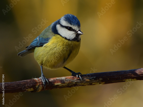 Herrerillo común en posadero con fondo amarillo y tupe azul © Antonio