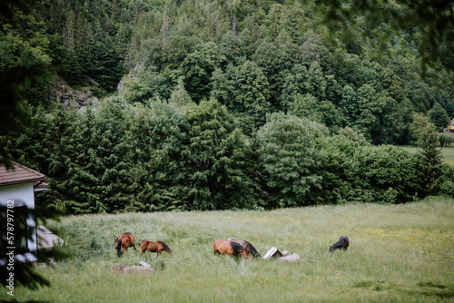 A group of horses drink from a stream  showcasing the resilience and survival instincts of these magnificent animals