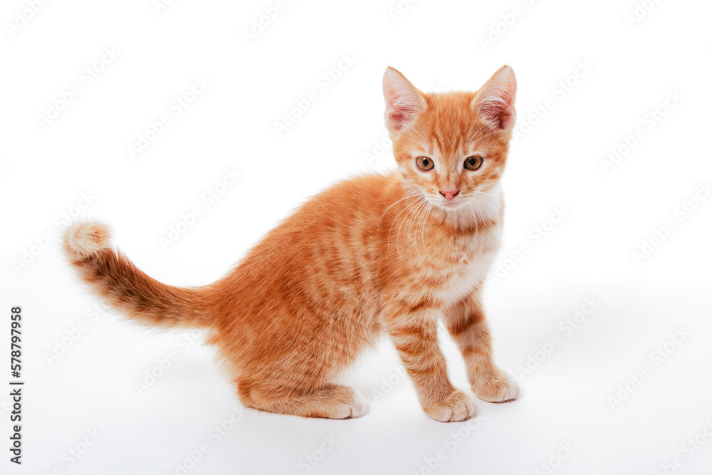 Funny ginger kitten on a white background