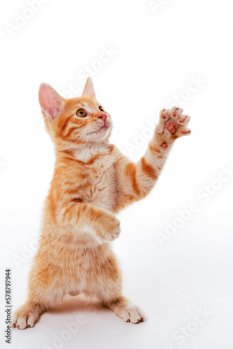 Ginger funny kitten standing on its hind legs and catching something above