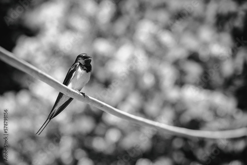 Welcome swallow, Hirundo neoxena, perched on a wire photo