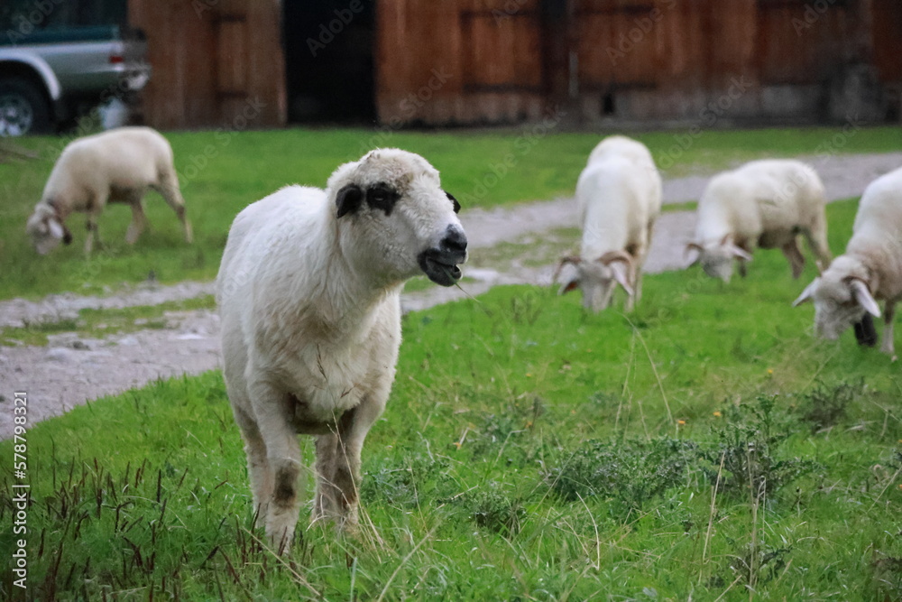 Obraz premium Sheep are grazing 