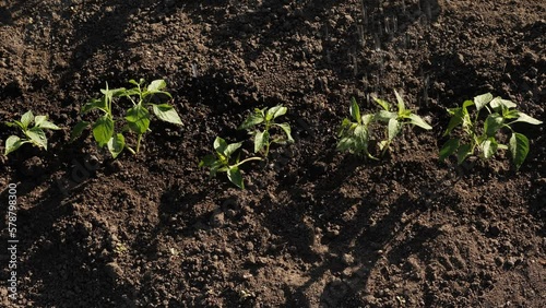 Backyard vegetable garden watering seedling soil farm garden rows of plants water drops on pepper sprouts. Farming plant growing crops planting vegetable seedling sprout. Farm rows sprout. Cultivation