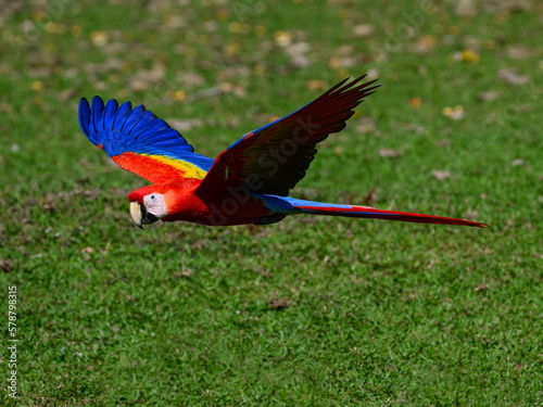 Scarlet Macaw in flight over field with green grass © FotoRequest