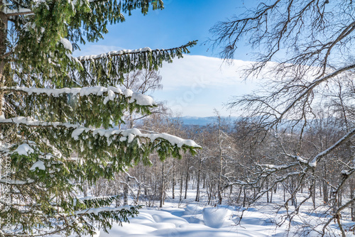 Fir paws in white fluffy snow. Aigir, Bashkortostan.