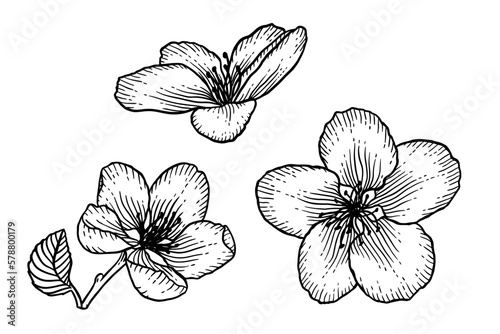 Blooming apple tree flowers hand drawn illustration set
