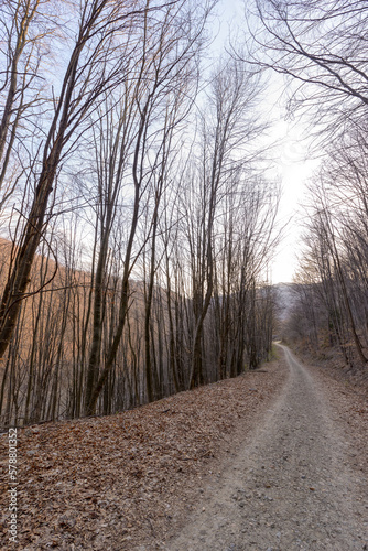 A dirt road passes through the middle of a leafless beech forest, at the beginning of spring. The ground is covered with dead leaves, and the trees are preparing for a new spring
