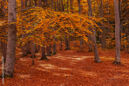 Autumn beech forest. Pathway through the hills of beech tree forest. Mighty tree trunks, yellow, red, orange leaves. Idyllic autumn landscape. Fall season, ecology, nature, environment, recreation