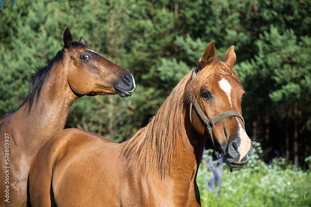 That friend who spoils your photo, funny horses