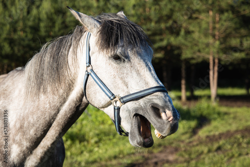 Laughing horse, white funny horse portrait