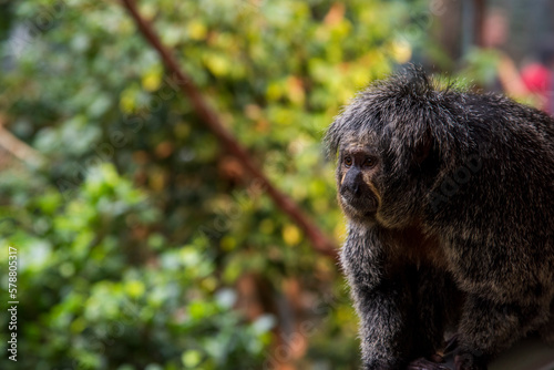 Detalle de un mono tamarino en la selva photo