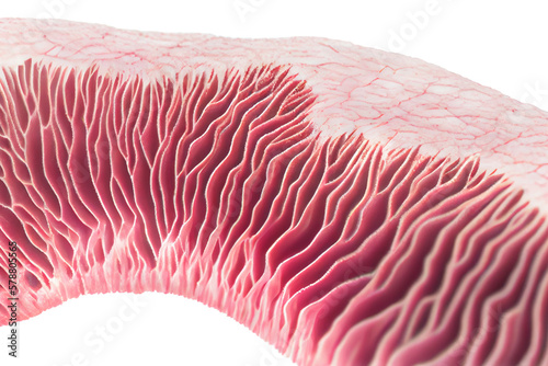 medicine Respiratory prismatic ciliated pseudostratified epithelium. The apical border of the epithelium has a layer of cilia supported in their basal bodies. Generative ai photo