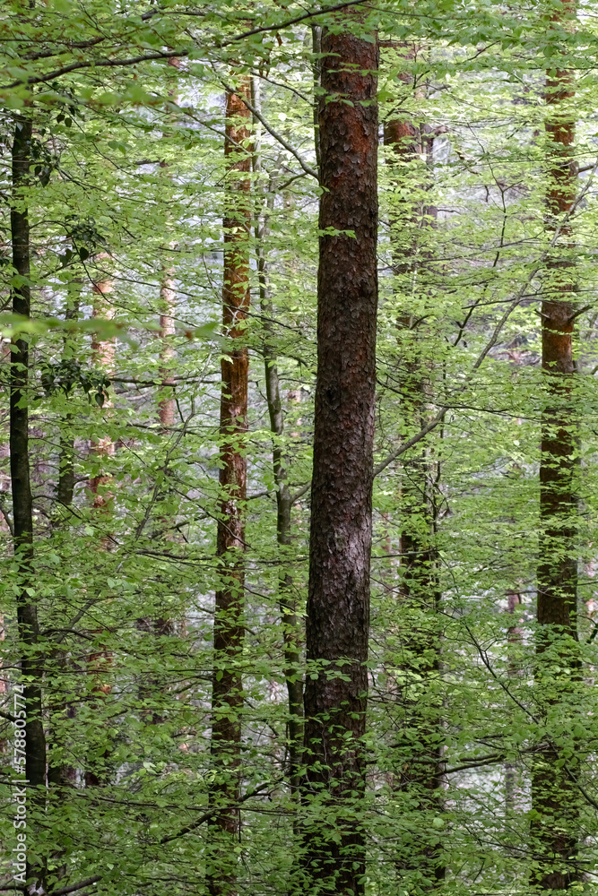 Obraz premium Geres green woods during spring