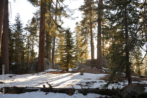 Snow in the forest in Sequoia National park, California, USA