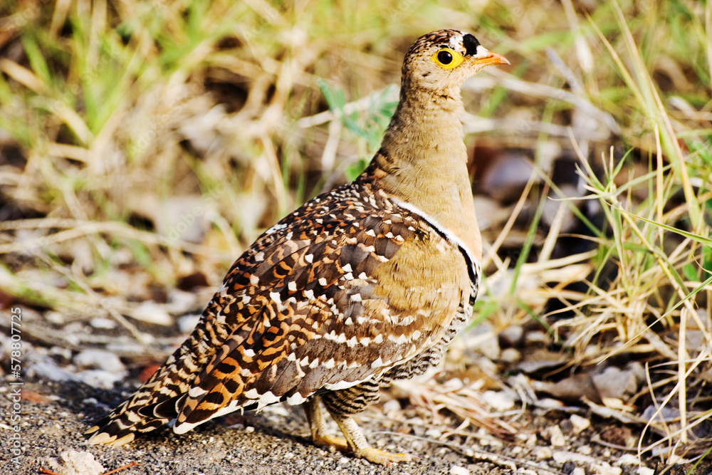 Double-banded Sandgrouse (Pterocles bicinctus)