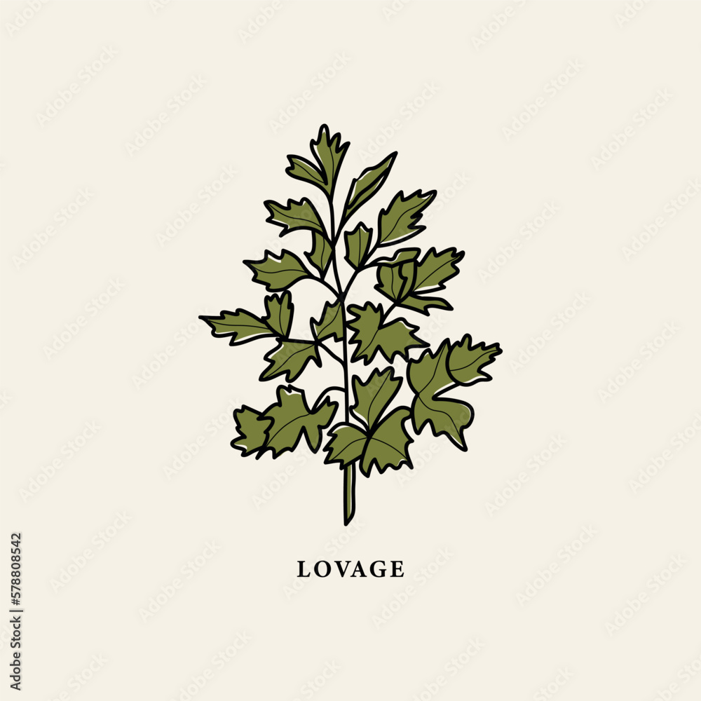 Obraz premium Line art lovage branch drawing 