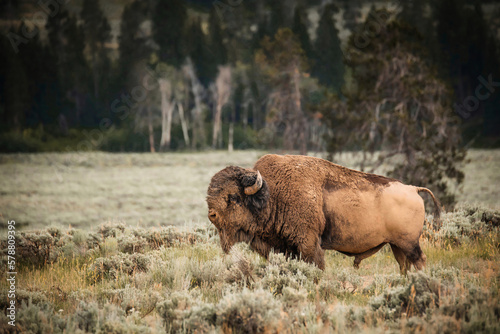 Side profile of a huge brown buffalo in springtime