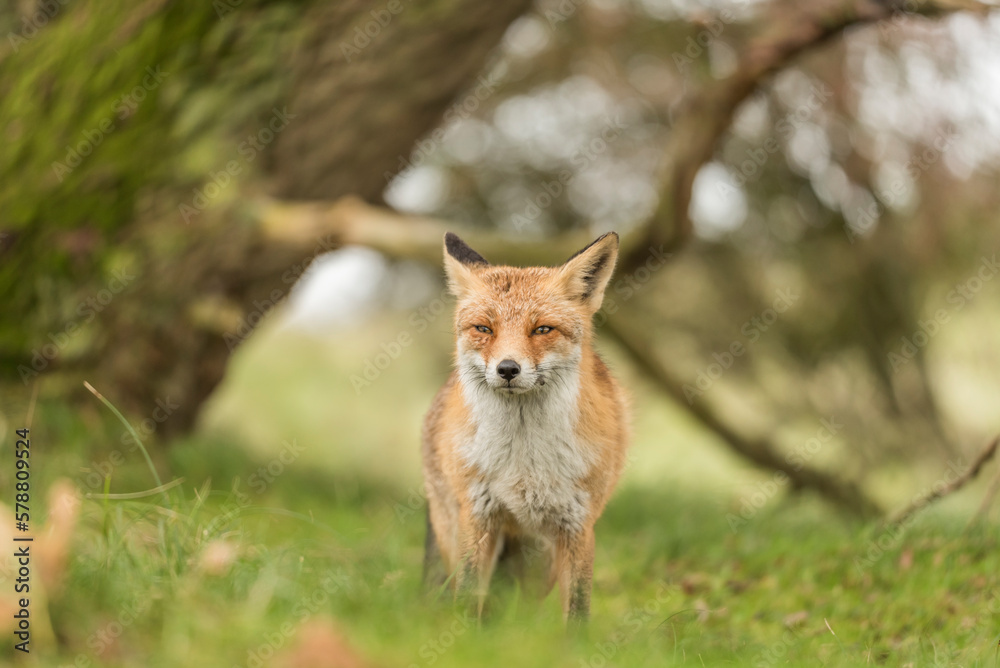 Close-up of a beautiful cute fox standing in the grass during autumn in the Netherlands, Amsterdamse waterleidingduinen.