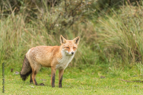 Close-up of a beautiful cute fox standing in the grass during autumn in the Netherlands, Amsterdamse waterleidingduinen.
