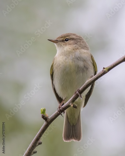 Chiffchaff /Phylloscopus collybita