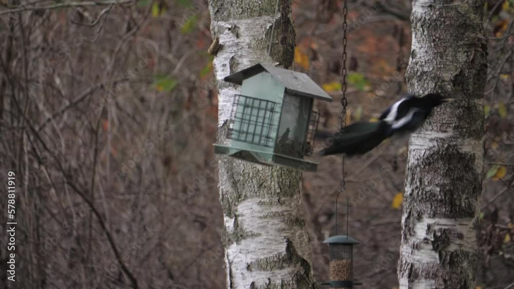 Magpie Bird Struggling To Eat From a Bird Feeder for Small Birds Magpie Bird Struggling To Eat From a Bird Feeder for Small Birds