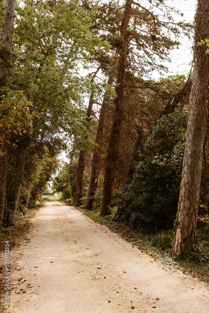 Fototapeta premium Chemin de terre dans la forêt