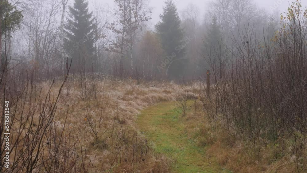 Hiking Trail in Misty Forest, Foggy Nordic Day, Pan shot Hiking Trail in Misty Forest, Foggy Nordic Day, Pan shot