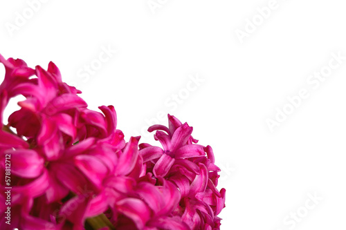 Macro pink hyacinth flowers in a pot, isolation on transparent background. Png file. Flowers, nature. The concept of love.