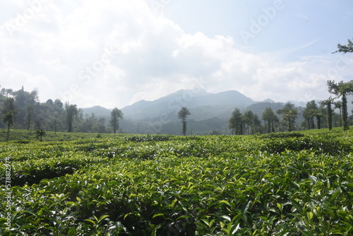 Tea plantations at Wayanad and Munnar have lush green with mountain silhouette