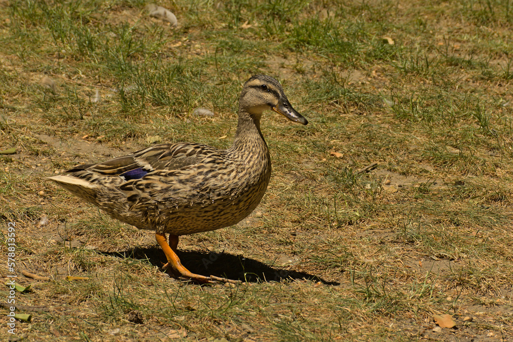 Female mallard duck standing in a sunny meadow in the park Female mallard duck standing in a sunny meadow in the park