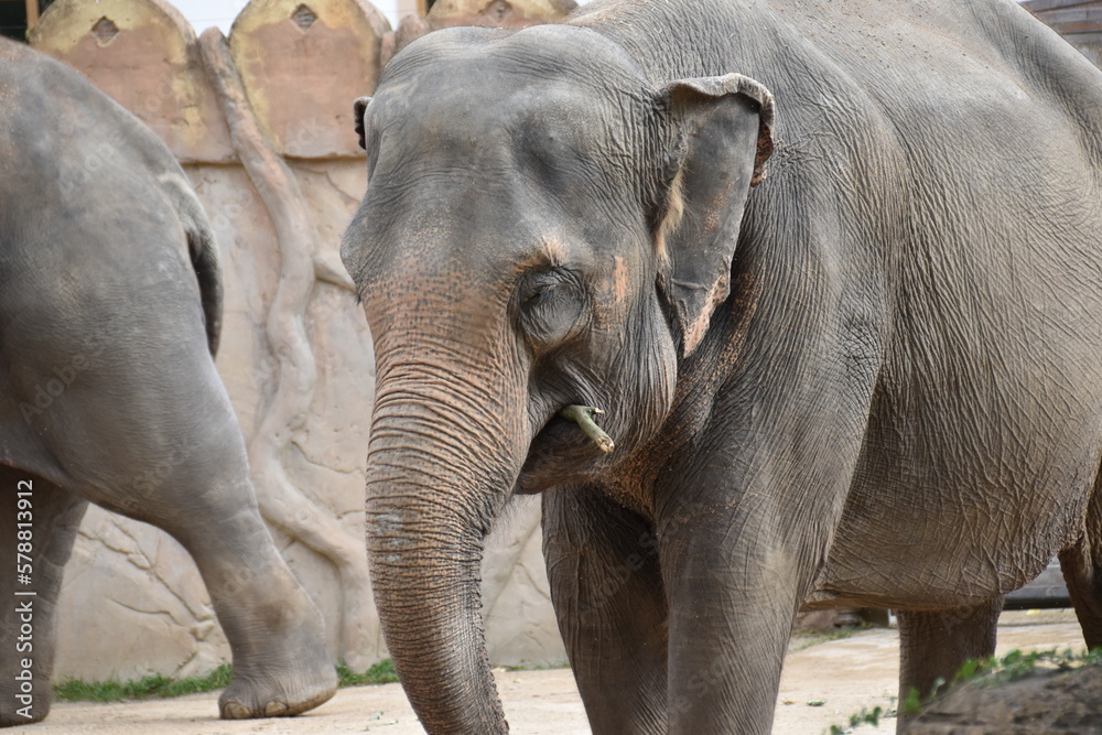 Naklejka premium Großaufnahme eines Elefanten in einem alten und engen Zoogehege. Der Elefant hat einen großen und langen Rüssel und weiße Stoßzähne.