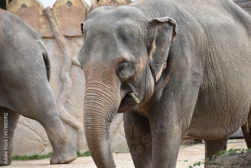 Gro  aufnahme eines Elefanten in einem alten und engen Zoogehege. Der Elefant hat einen gro  en und langen R  ssel und wei  e Sto  z  hne. 