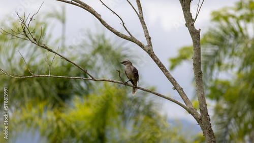 Photograph of a beautiful Chalk-browed mockingbird. 