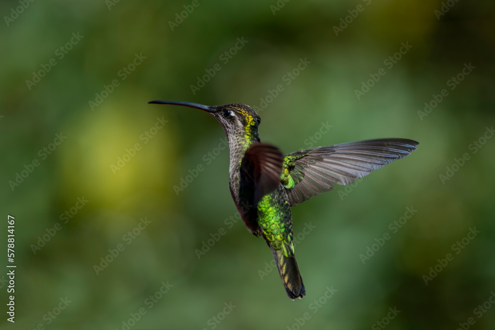 Fototapeta premium Fiery-throated hummingbird flapping its wings