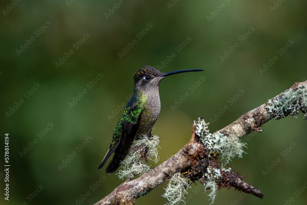 Obraz premium Fiery-throated hummingbird on mossy tree branch , watercolor artistic work .