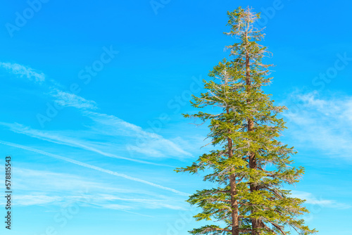 Winter Landscape: Two Tall Pine Trees against Blue Sky © Katie Chizhevskaya