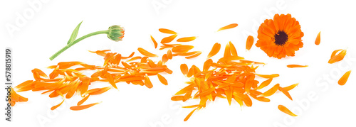 Flower and petals of calendula plant isolated on a white background. Calendula officinalis.