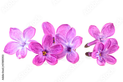 Purple lilac flowers isolated on a white background, close up. © domnitsky