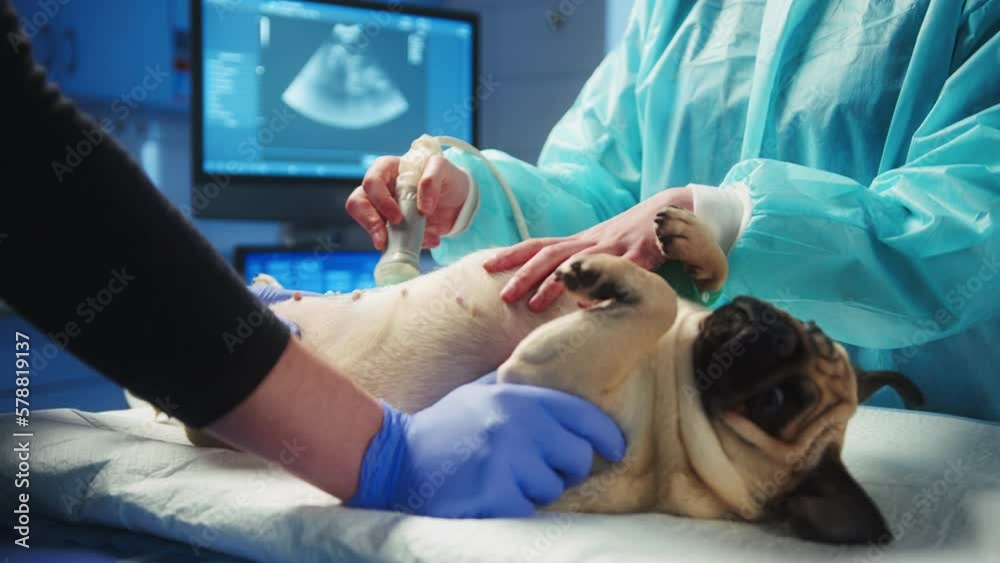 Veterinarian and a nurse preform a scan on the pug with a ultrasound machine. The pug is relaxed lying on its back looking at the doctors. High quality 4k footage Veterinarian and a nurse preform a scan on the pug with a ultrasound machine. The pug is relaxed lying on its back looking at the doctors. High quality 4k footage