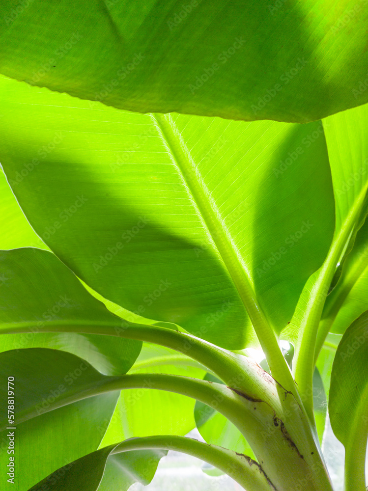 Close-up of leaves of the Musa Tropicana. This is a dwarf banana plant often used as indoor plant. The plant consists for 78% of water. Close-up of leaves of the Musa Tropicana. This is a dwarf banana plant often used as indoor plant. The plant consists for 78% of water.