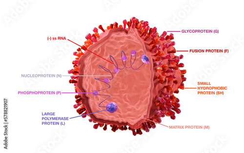 Respiratory syncytial virus structure (RSV), with its envelope proteins G, F, SH and inside the RNA, proteins N, P, L and M. The RSV virus can cause respiratory infections. 3d illustration with text. photo