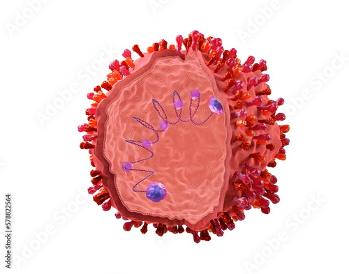 Respiratory syncytial virus structure (RSV), with its envelope proteins G, F, SH and inside the RNA, proteins N, P, L and M. The RSV virus can cause respiratory infections. 3d illustration. photo