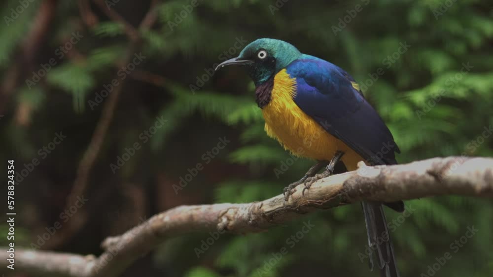 The golden-breasted starling. Lamprotornis regius, also known as royal starling The golden-breasted starling. Lamprotornis regius, also known as royal starling