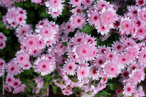 blooming pink flowers growing in garden