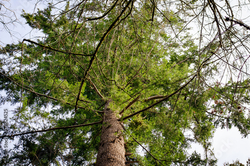 Wallpaper Mural tree foliage from below Torontodigital.ca