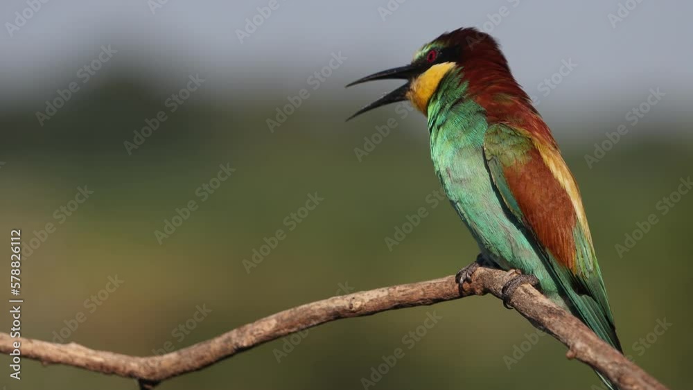 beautiful bird with colorful plumage sits with its beak open beautiful bird with colorful plumage sits with its beak open
