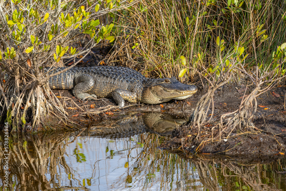 Alligator in the Brush