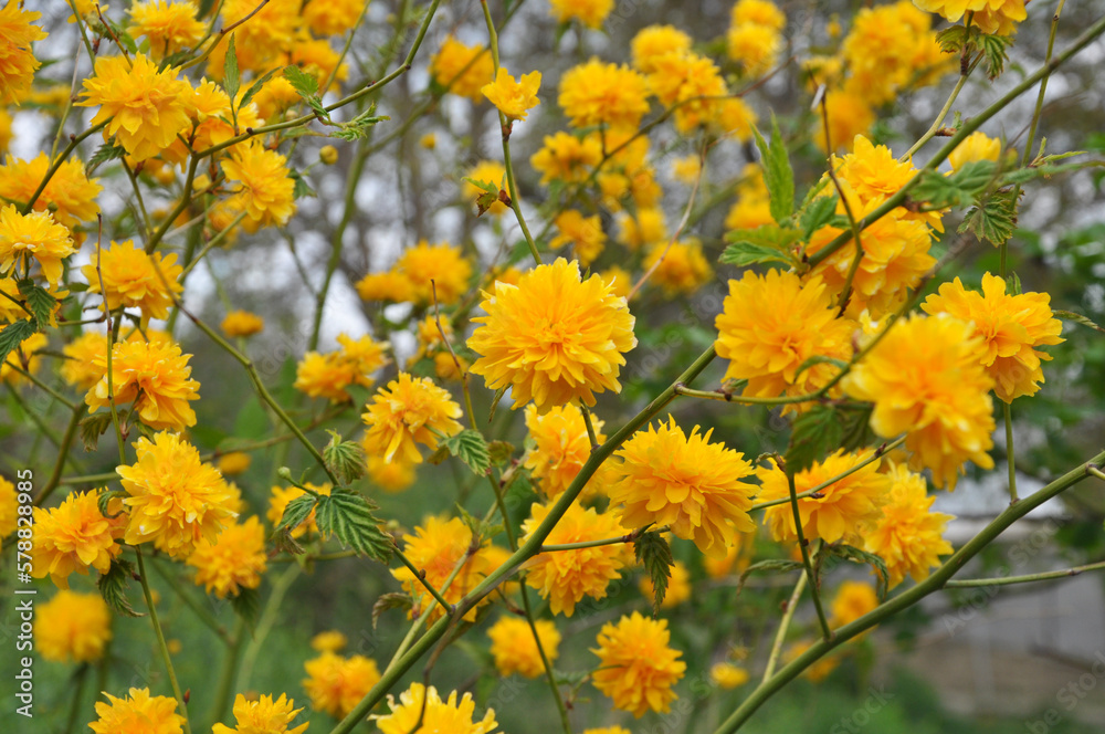 Kerria japonica bush blooms in the garden Kerria japonica bush blooms in the garden