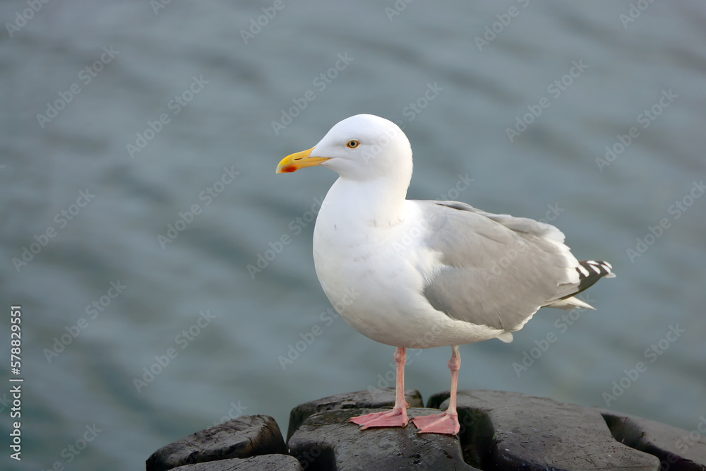 Seagull on a pier in Svolvaer, Lofoten Archipelago, Norway, Europe Seagull on a pier in Svolvaer, Lofoten Archipelago, Norway, Europe